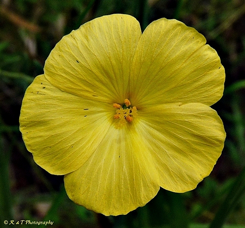 {Piriqueta caroliniana}